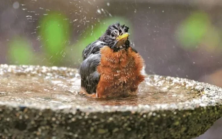 Birds, Bliss, and Backyards: The Magic of Mississippi Bird Baths